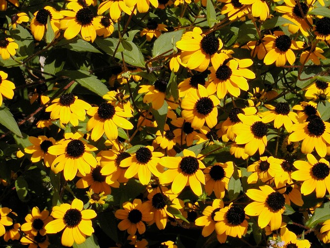 brown-eyed Susan pd