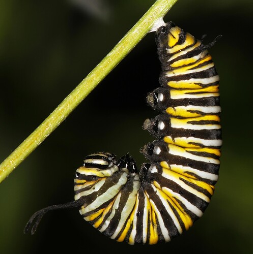 Monarch%20Chrysalis%209