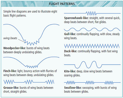 bird flight patterns.PNG