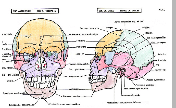 Diagram-anatomy