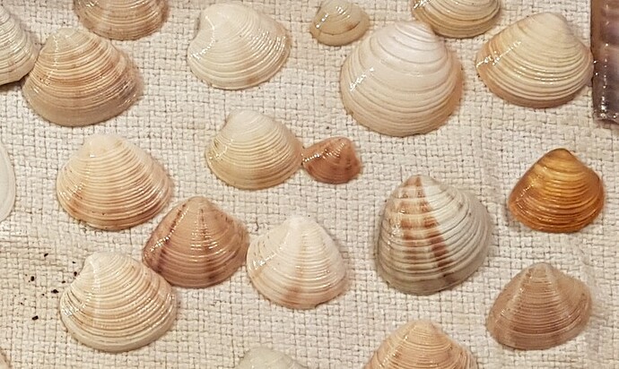 shells left and right