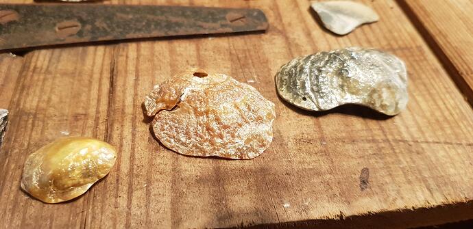 nacreous shells