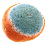 Screenshot moldy orange