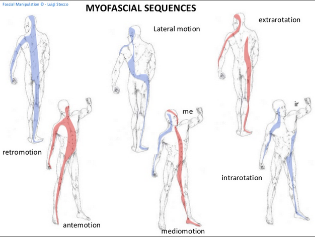 MyofascialSequences