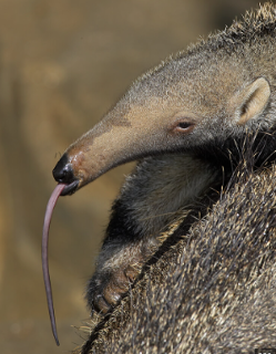 211anteater